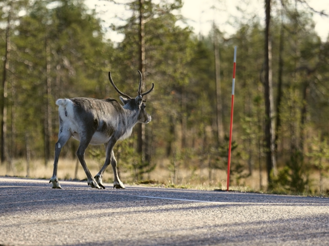 Navigating sensitive nature with discreet tech and less logistics